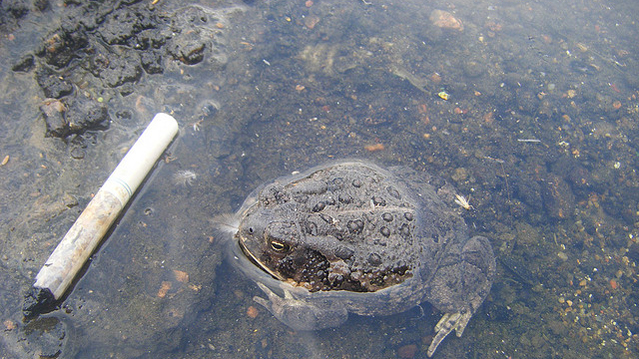Frog_0.jpg