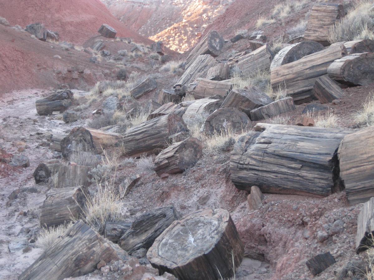 Petrified Forest 1.JPG
