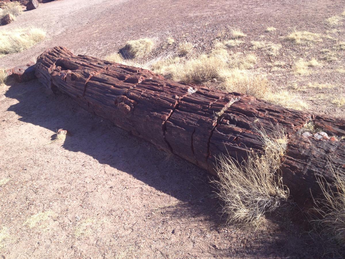 Petrified Forest 3.JPG