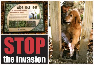 stop the invasion_2.jpg