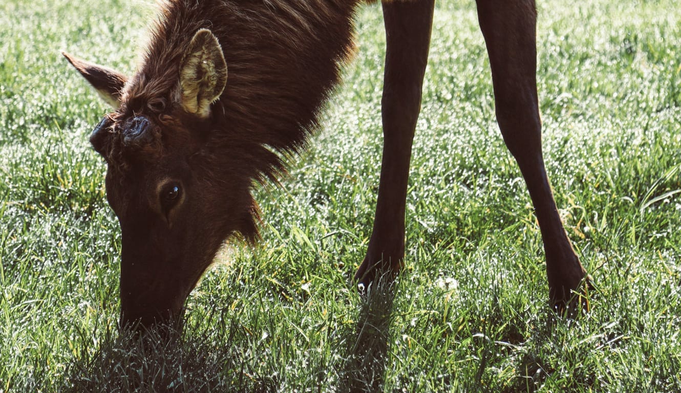An elk eats green grass in a field.
