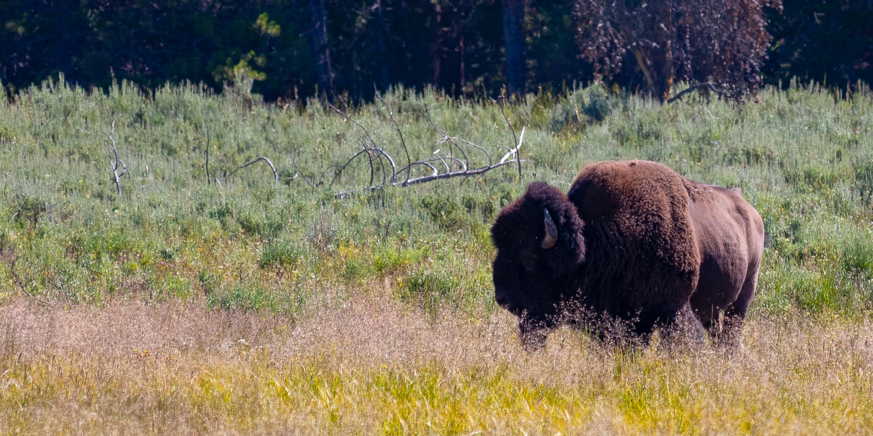 A buffalo walks slowly through a field in Yellowstone National Park.