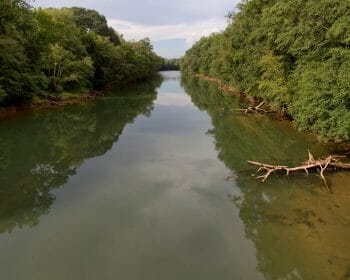 Река в окружении зеленых деревьев