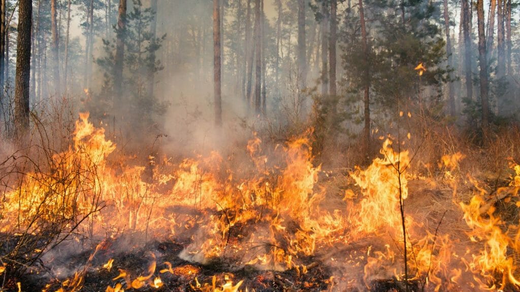 Incendie de forêt en train de brûler.