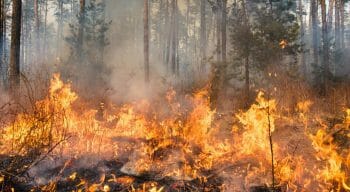 حرائق الغابات تحترق في أرضية الغابات.