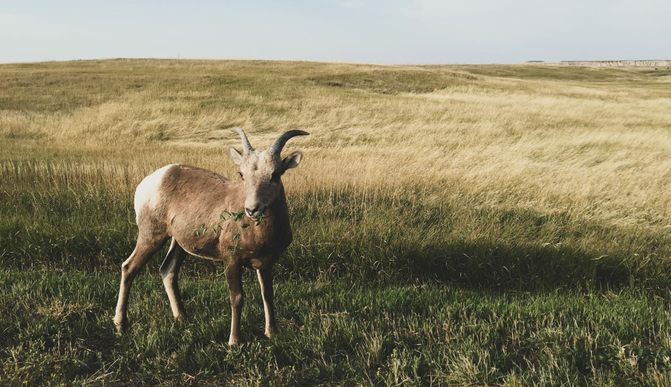 A goat chews on vegetation while standing in the plains of South Dakota.