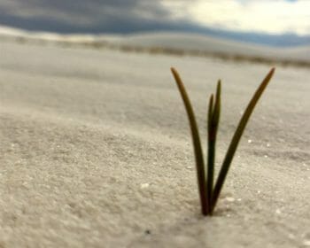A single sprout popping up through the sand