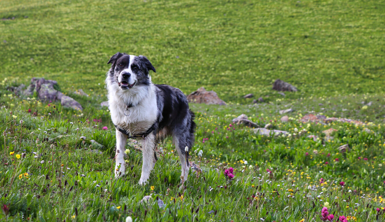 An unleashed dog stands in a meadow of wildflowers.
