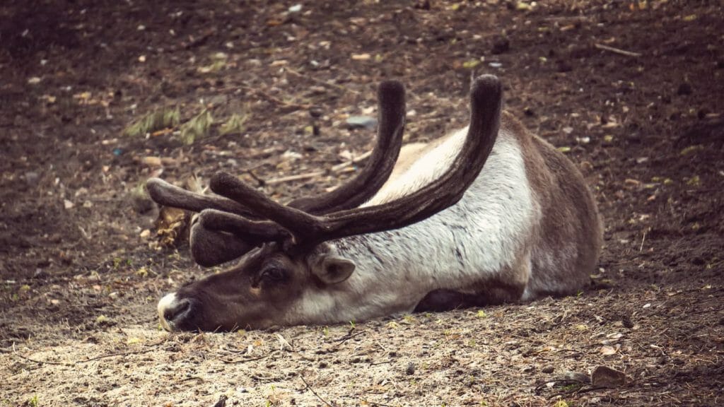 Carcasse de caribou.