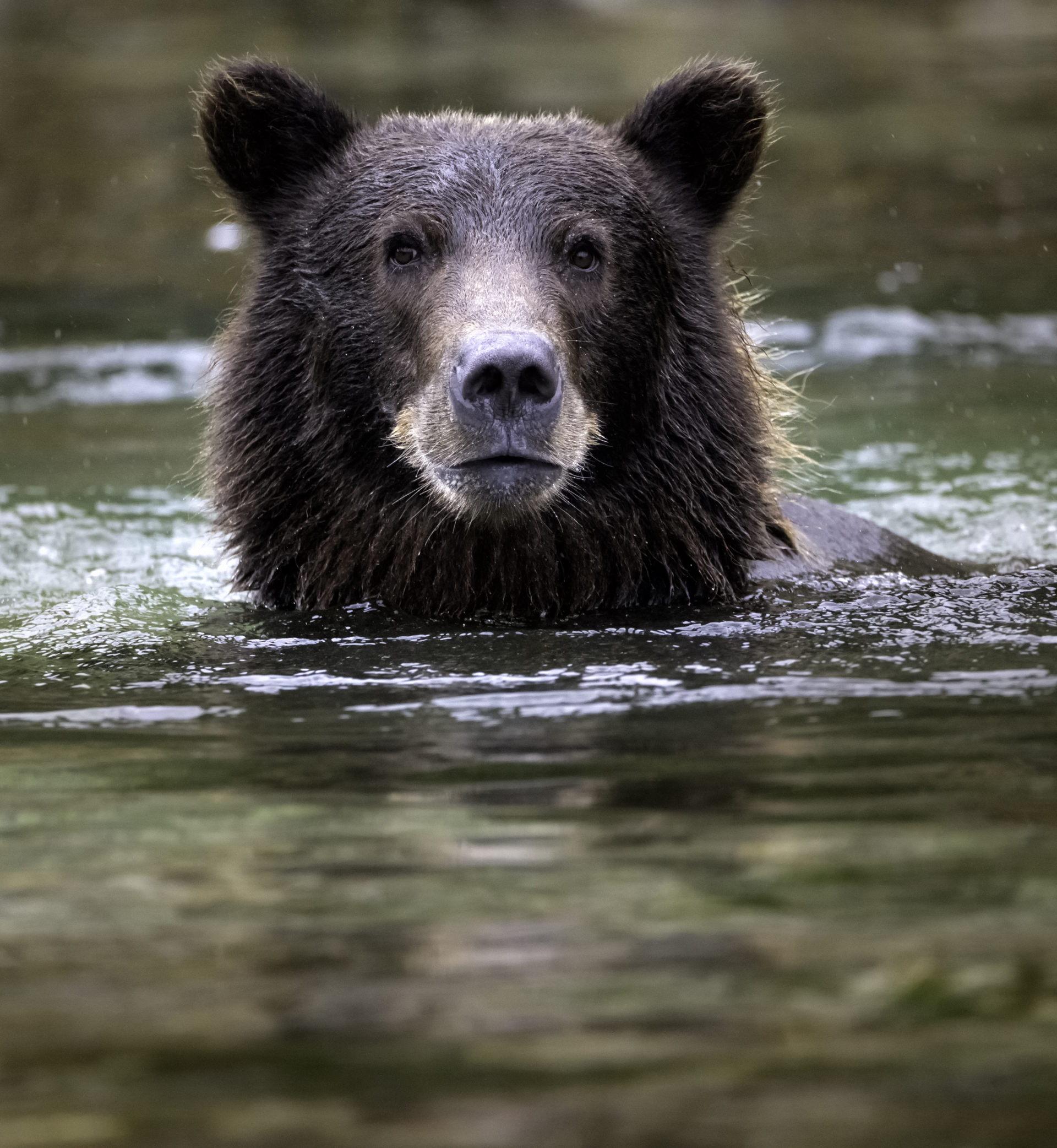 Wild Animals Risk Wildlife at Risk - Leave No Trace