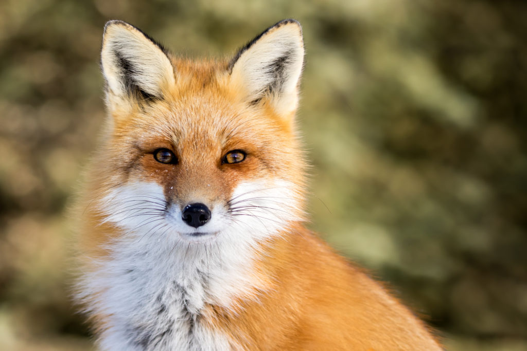 A fox stares into the camera.
