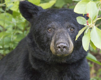 Um urso preto a olhar para a câmara no bosque