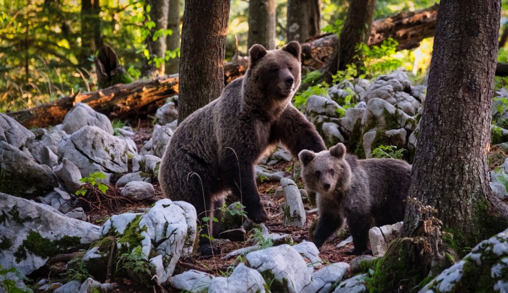 Two bears move through a forest ecosystem.