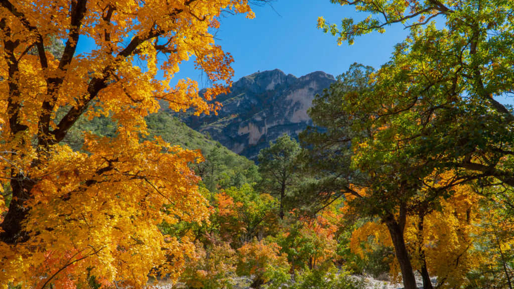 Fall Lawn Care Tips to 'Leaf' No Trace