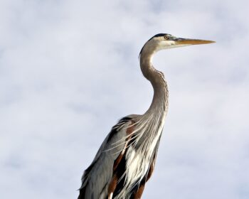 A heron standing and looking off to the distance.