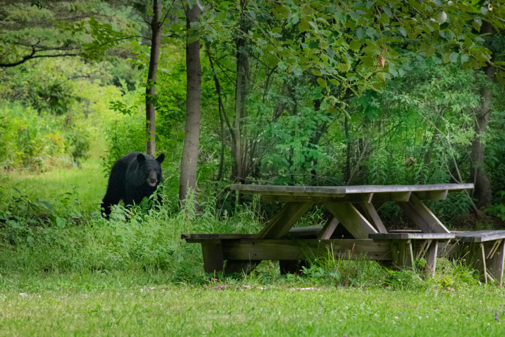 A black bear approaches a wooden picnic table in a campground.