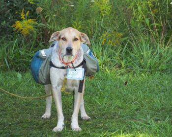 A leashed dog stands at the trailhead waiting to go hiking with its dog packs on.