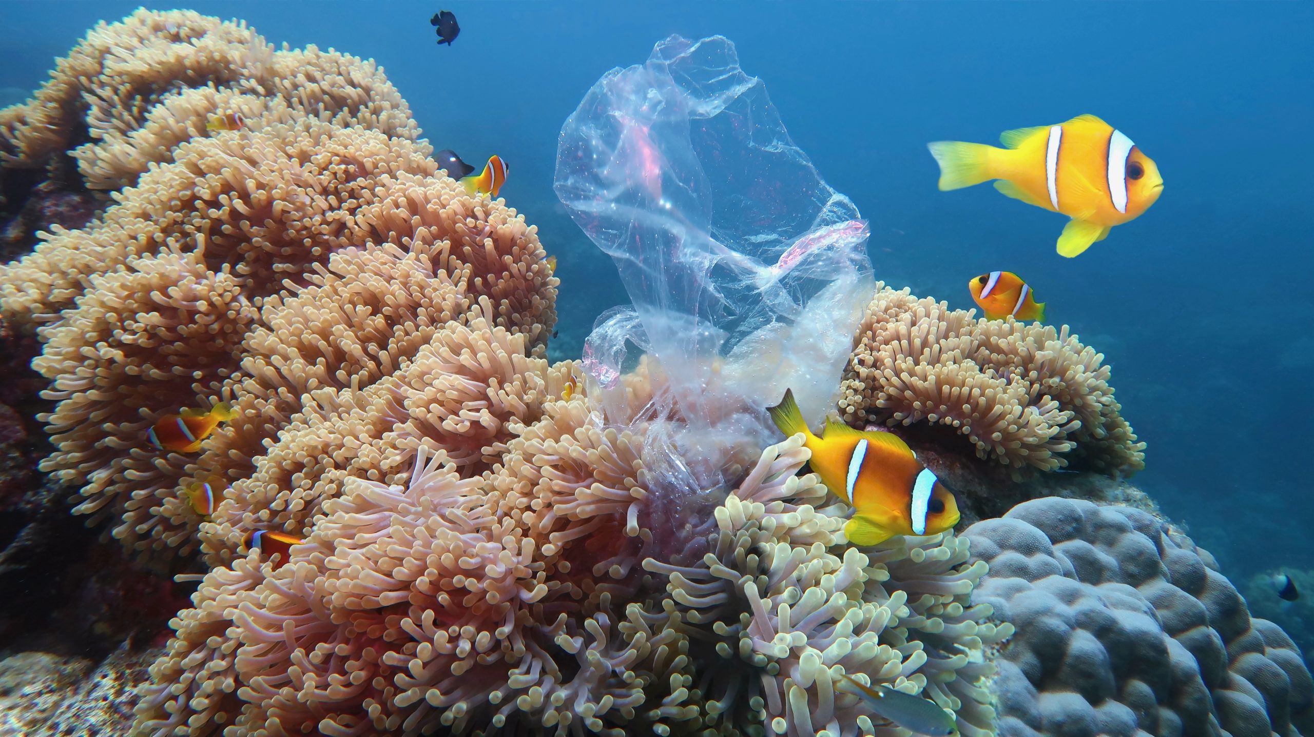 Clown fish swimming in reef with plastic bag