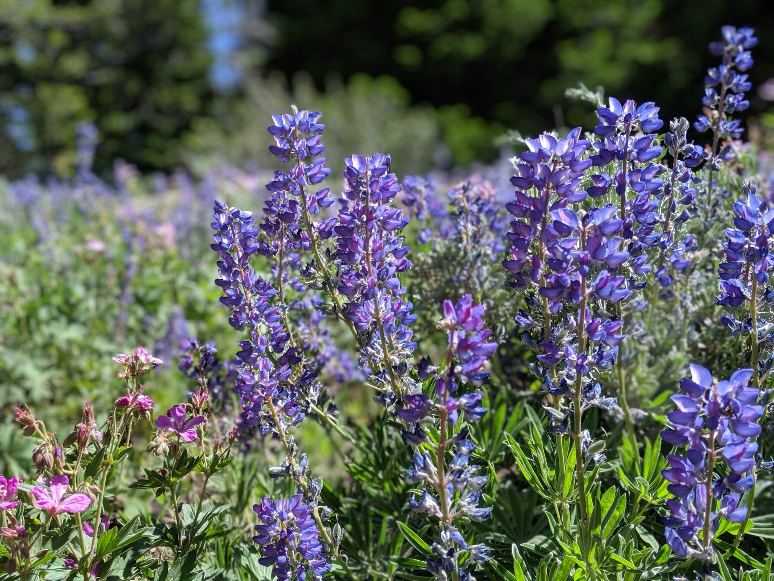 Why planting wildflowers makes a difference