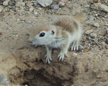A round-tailed ground squirrel