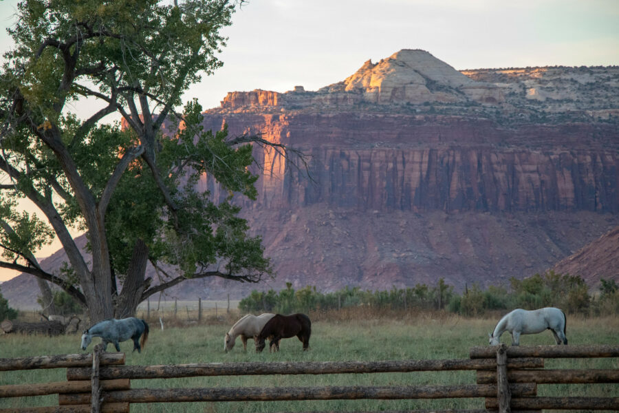 Some horses graze in Capitol Reef National Park