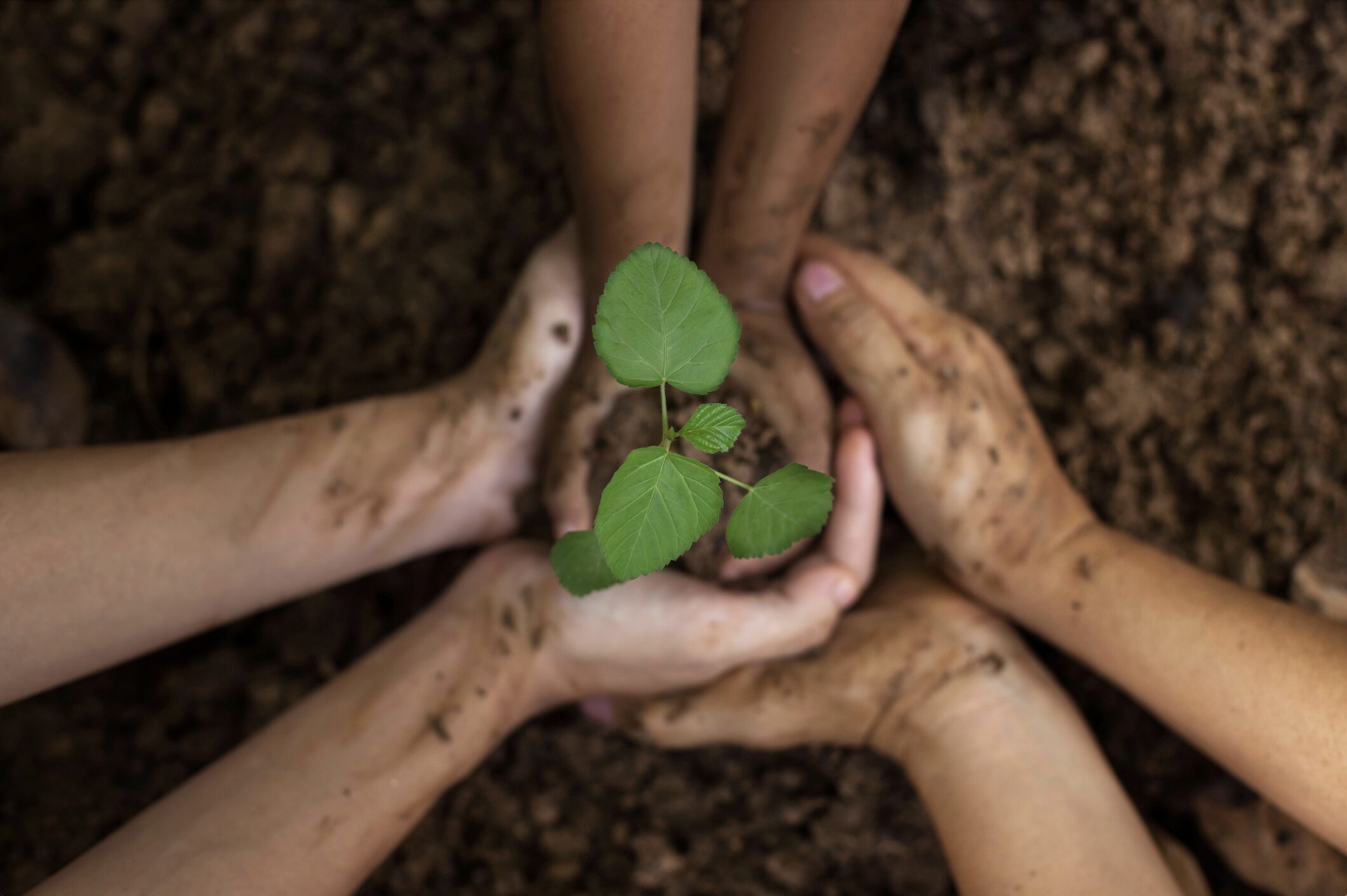 Several people hold a small plant in their hands