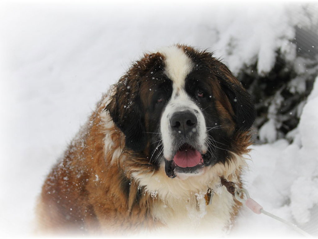 pretty_saint_bernard_dog_at_snow_storm_wallpaper_1.jpg
